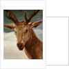 Head of a Stag, 1634 by Diego Rodriguez de Silva y Velazquez