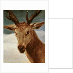 Head of a Stag, 1634 by Diego Rodriguez de Silva y Velazquez