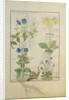 Ms Fr. Fv VI #1 fol.114 Top row: Blue Clematis or Crowfoot and Primula. Bottom row: Borage or Forget-me-not and Marguerita Daisy by Robinet Testard