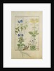 Ms Fr. Fv VI #1 fol.114 Top row: Blue Clematis or Crowfoot and Primula. Bottom row: Borage or Forget-me-not and Marguerita Daisy by Robinet Testard