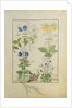 Ms Fr. Fv VI #1 fol.114 Top row: Blue Clematis or Crowfoot and Primula. Bottom row: Borage or Forget-me-not and Marguerita Daisy by Robinet Testard