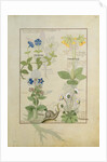 Ms Fr. Fv VI #1 fol.114 Top row: Blue Clematis or Crowfoot and Primula. Bottom row: Borage or Forget-me-not and Marguerita Daisy by Robinet Testard