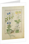 Ms Fr. Fv VI #1 fol.114 Top row: Blue Clematis or Crowfoot and Primula. Bottom row: Borage or Forget-me-not and Marguerita Daisy by Robinet Testard