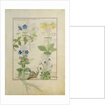 Ms Fr. Fv VI #1 fol.114 Top row: Blue Clematis or Crowfoot and Primula. Bottom row: Borage or Forget-me-not and Marguerita Daisy by Robinet Testard