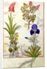 Ms Fr. Fv VI #1 fol.114v Top row: Orchid and Fumitory or Bleeding Heart. Bottom row: Hedera and Iris by Robinet Testard