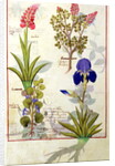Ms Fr. Fv VI #1 fol.114v Top row: Orchid and Fumitory or Bleeding Heart. Bottom row: Hedera and Iris by Robinet Testard
