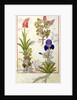 Ms Fr. Fv VI #1 fol.114v Top row: Orchid and Fumitory or Bleeding Heart. Bottom row: Hedera and Iris by Robinet Testard