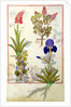 Ms Fr. Fv VI #1 fol.114v Top row: Orchid and Fumitory or Bleeding Heart. Bottom row: Hedera and Iris by Robinet Testard