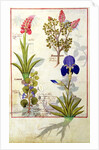 Ms Fr. Fv VI #1 fol.114v Top row: Orchid and Fumitory or Bleeding Heart. Bottom row: Hedera and Iris by Robinet Testard