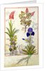 Ms Fr. Fv VI #1 fol.114v Top row: Orchid and Fumitory or Bleeding Heart. Bottom row: Hedera and Iris by Robinet Testard