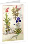 Ms Fr. Fv VI #1 fol.114v Top row: Orchid and Fumitory or Bleeding Heart. Bottom row: Hedera and Iris by Robinet Testard