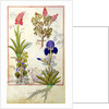 Ms Fr. Fv VI #1 fol.114v Top row: Orchid and Fumitory or Bleeding Heart. Bottom row: Hedera and Iris by Robinet Testard