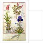 Ms Fr. Fv VI #1 fol.114v Top row: Orchid and Fumitory or Bleeding Heart. Bottom row: Hedera and Iris by Robinet Testard
