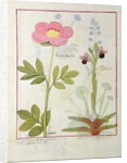 Ms Fr. Fol VI #1 Paeonia or Peony, and Orchis myanthos by Robinet Testard