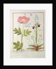 Ms Fr. Fol VI #1 Paeonia or Peony, and Orchis myanthos by Robinet Testard