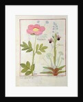 Ms Fr. Fol VI #1 Paeonia or Peony, and Orchis myanthos by Robinet Testard