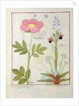 Ms Fr. Fol VI #1 Paeonia or Peony, and Orchis myanthos by Robinet Testard