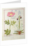 Ms Fr. Fol VI #1 Paeonia or Peony, and Orchis myanthos by Robinet Testard