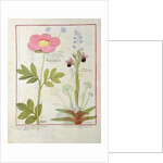 Ms Fr. Fol VI #1 Paeonia or Peony, and Orchis myanthos by Robinet Testard