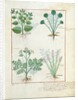 Ms Fr. Fv VI #1 fol.123r Top row: Salt Bush and Anthora. Bottom row: Absinthium and Cardamom by Robinet Testard