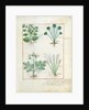 Ms Fr. Fv VI #1 fol.123r Top row: Salt Bush and Anthora. Bottom row: Absinthium and Cardamom by Robinet Testard