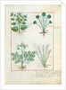 Ms Fr. Fv VI #1 fol.123r Top row: Salt Bush and Anthora. Bottom row: Absinthium and Cardamom by Robinet Testard