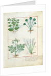 Ms Fr. Fv VI #1 fol.123r Top row: Salt Bush and Anthora. Bottom row: Absinthium and Cardamom by Robinet Testard