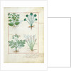 Ms Fr. Fv VI #1 fol.123r Top row: Salt Bush and Anthora. Bottom row: Absinthium and Cardamom by Robinet Testard