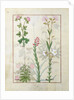 Ms Fr. Fv VI #1 fol.128v Top row: Red clover and Aube. Bottom row: Bellidis species, Onobrychis and Hyssopus nemorum by Robinet Testard