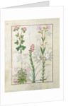 Ms Fr. Fv VI #1 fol.128v Top row: Red clover and Aube. Bottom row: Bellidis species, Onobrychis and Hyssopus nemorum by Robinet Testard