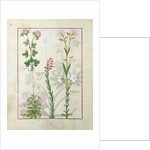 Ms Fr. Fv VI #1 fol.128v Top row: Red clover and Aube. Bottom row: Bellidis species, Onobrychis and Hyssopus nemorum by Robinet Testard