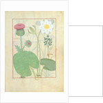 Plumed thistle, Water lily and Castor bean plant by Robinet Testard