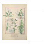 Ms Fr. Fv VI #1 fol.135v Illustration from 'The Book of Simple Medicines' by Mattheaus Platearius c.1470 by Robinet Testard