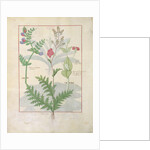 Ms Fr. Fv VI #1 fol.136v Illustration from 'The Book of Simple Medicines' by Mattheaus Platearius c.1470 by Robinet Testard