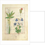 Ms Fr. Fv VI #1 fol.135r Illustration from 'The Book of Simple Medicines' by Mattheaus Platearius c.1470 by Robinet Testard