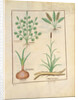 Ms Fr. Fv VI #1 fol.137r Illustration from 'ThedBook of Simple Medicines' by Mattheaus Platearius c.1470 by Robinet Testard