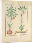 Ms Fr. Fv VI #1 fol.137r Illustration from 'ThedBook of Simple Medicines' by Mattheaus Platearius c.1470 by Robinet Testard