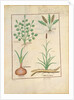 Ms Fr. Fv VI #1 fol.137r Illustration from 'ThedBook of Simple Medicines' by Mattheaus Platearius c.1470 by Robinet Testard