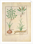 Ms Fr. Fv VI #1 fol.137r Illustration from 'ThedBook of Simple Medicines' by Mattheaus Platearius c.1470 by Robinet Testard