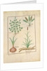 Ms Fr. Fv VI #1 fol.137r Illustration from 'ThedBook of Simple Medicines' by Mattheaus Platearius c.1470 by Robinet Testard