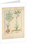 Ms Fr. Fv VI #1 fol.137r Illustration from 'ThedBook of Simple Medicines' by Mattheaus Platearius c.1470 by Robinet Testard