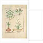 Ms Fr. Fv VI #1 fol.137r Illustration from 'ThedBook of Simple Medicines' by Mattheaus Platearius c.1470 by Robinet Testard