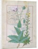 Poppy and Figwort by Robinet Testard