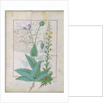 Poppy and Figwort by Robinet Testard