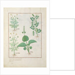 Chamomile and Cucumber Illustration from 'The Book of Simple Medicines' by Mattheaus Platearius c.1470. Ms Fr. Fv VI #1 fol.146v. by Robinet Testard