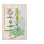 Ms Fr. Fv VI #1 fol.145v Illustration from the 'Book of Simple Medicines' by Mattheaus Platearius c.1470 by Robinet Testard