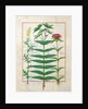 Ms Fr. Fv VI #1 fol. Reseda, Euphorbia and Dianthus by Robinet Testard