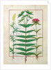 Ms Fr. Fv VI #1 fol. Reseda, Euphorbia and Dianthus by Robinet Testard