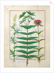Ms Fr. Fv VI #1 fol. Reseda, Euphorbia and Dianthus by Robinet Testard