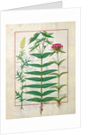 Ms Fr. Fv VI #1 fol. Reseda, Euphorbia and Dianthus by Robinet Testard